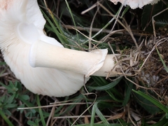 Leucoagaricus leucothites