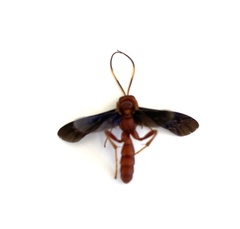 Trogomorpha trogiformis