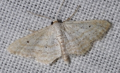 Idaea elongaria