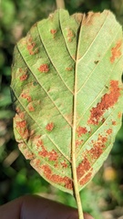 Acalitus brevitarsus