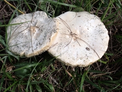 Leucoagaricus leucothites