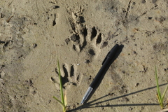 Procyon cancrivorus