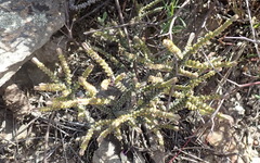 Crassula muscosa