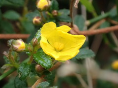Hibbertia