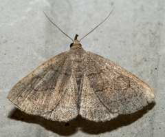 Zanclognatha pedipilalis