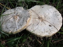 Leucoagaricus leucothites