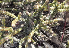 Crassula muscosa