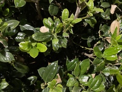 Ilex cornuta