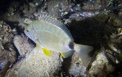 Diplodus annularis