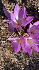 Colchicum