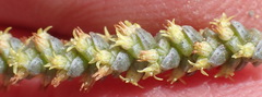 Crassula muscosa
