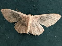 Idaea eugeniata