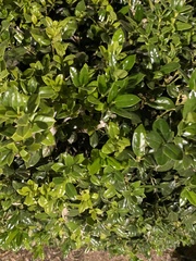 Ilex cornuta