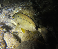 Diplodus annularis