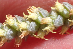 Crassula muscosa