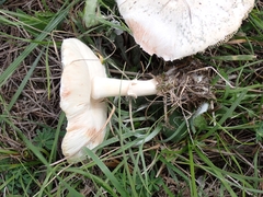 Leucoagaricus leucothites