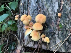 Hypholoma