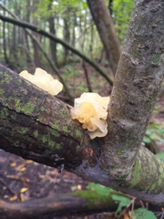 Ductifera pululahuana