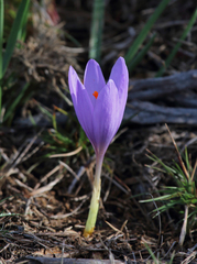 Crocus