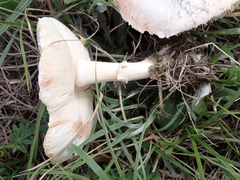 Leucoagaricus leucothites