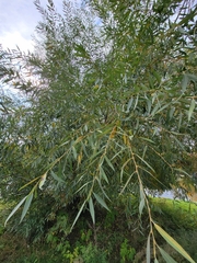 Salix amygdaloides