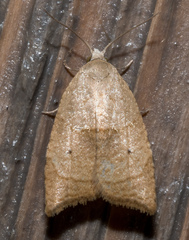 Coelostathma discopunctana