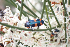 Castiarina grata
