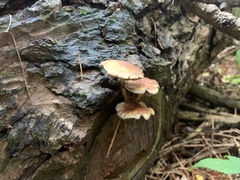 Hypholoma