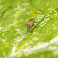Phoridae