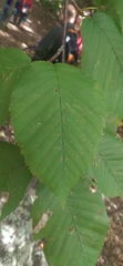 Ulmus rubra