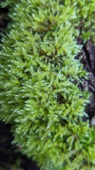 Brachythecium rutabulum