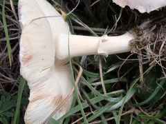 Leucoagaricus leucothites