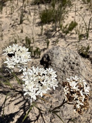 Corymbium villosum