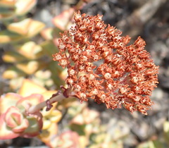 Crassula rupestris