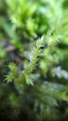 Brachythecium rutabulum