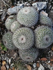 Mammillaria haageana acultzingensis