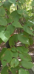 Ulmus rubra
