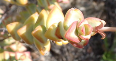 Crassula rupestris