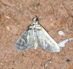 Pseudopyrausta santatalis