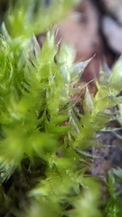 Brachythecium rutabulum