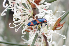 Castiarina grata