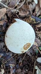 Phallus impudicus