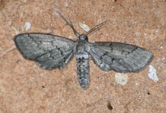 Glaucina erroraria