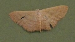 Scopula