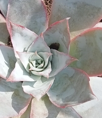 Echeveria cante