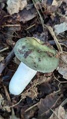 Russula parazurea