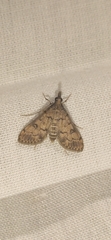 Dolicharthria daralis