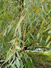 Salix amygdaloides