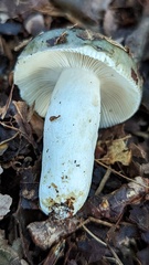 Russula parazurea