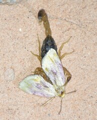 Chamaeclea basiochrea